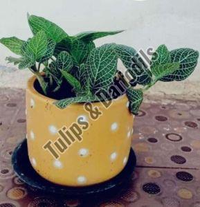 Tulips Daffodils Polished Ceramic Planter For Outdoor Use, Indoor Use, Decoration