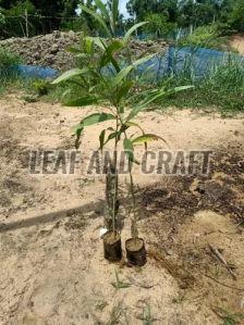 Acacia Plant, Packaging Type : Plastic Bag