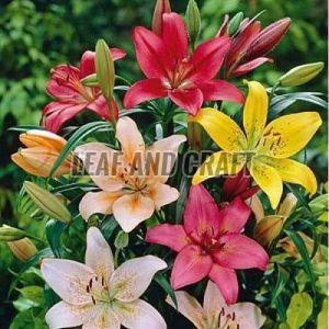 Asiatic Cut Lilium Flower Plant, Packaging Type : Plastic Bag