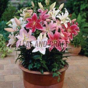 Asiatic Pot Lilium Flower Plant For Gardening