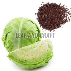 Organic Cabbage Seeds For Agriculture Use