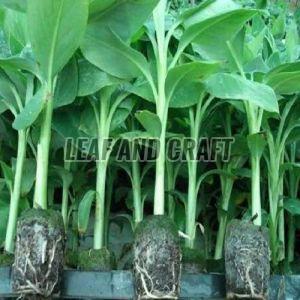 G9 Banana Plant, Packaging Type : Plastic Bag