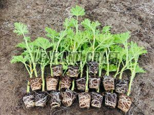 Natural Geranium Seeds For Gardening