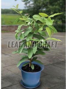 Guava Plant, Feature:Fast Growth, Easy Storage, Disease Free