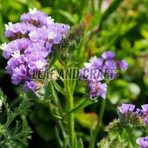 Limonium Plant, Packaging Type : Plastic Bag