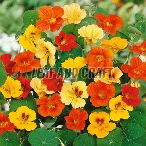 Natural Nasturtium Seeds For Gardening