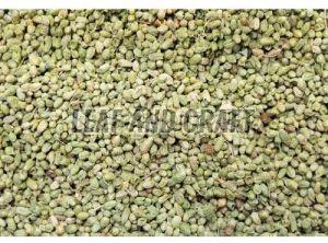 Organic Oregano Seeds For Agriculture Use