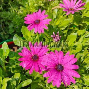 Natural Osteospermum Seeds For Gardening