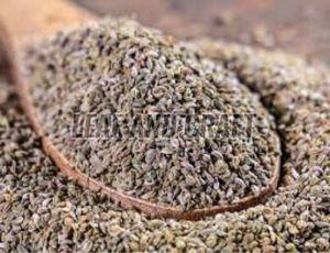 Organic Parsley Seeds For Agriculture Use