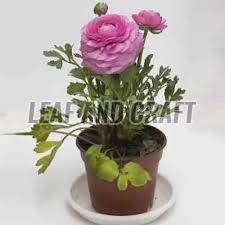 Peony Flower Plant, Packaging Type : Plastic Bag