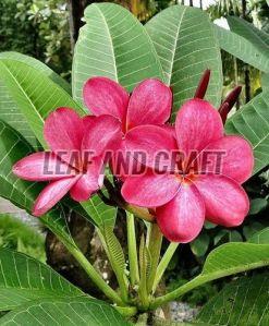 Plumeria Plant, Packaging Type : Plastic Bag