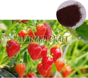 Natural Strawberry Seeds For Agriculture Use