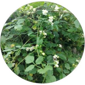 Organic Dried Herbs, Color : Green To Brown