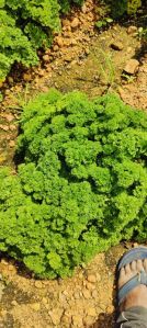 Parsley Leaves