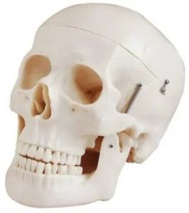 Adult Skull Life Size