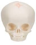 Fetal Skull Model