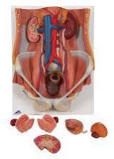 Human Excretory System