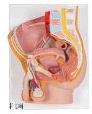 Human Male Pelvis Section Model