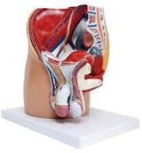 Male Pelvis Cavity Model