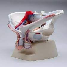 Male Pelvis With Genital AND Vascular Nerve Model