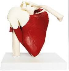 Muscular Shoulder Joint Model