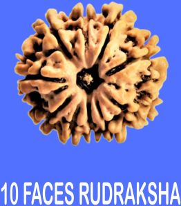 Ten Mukhi Rudraksha
