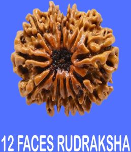 12 Face Rudraksha Baro Mukhi Rudraksha