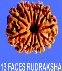 13 Face Rudraksha ( Tero Mukhi Rudraksha )