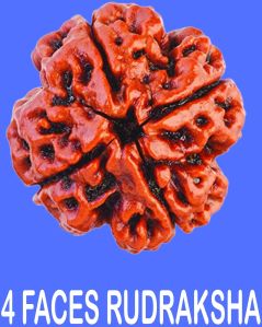 4 Face Rudraksha ( Char Mukhi Rudraksha )