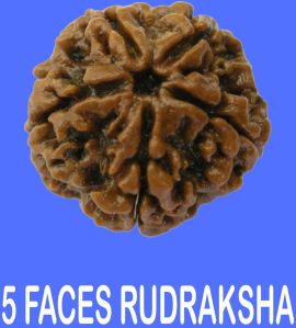 5 Face Rudraksha ( Pancha Mukhi Rudraksha )
