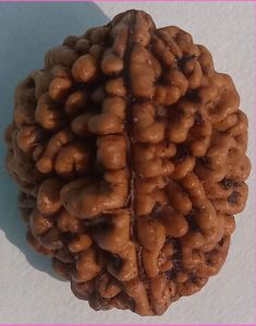 2 Mukhi Rudraksha