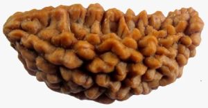 One Face Rudraksha ( Ek Mukhi Rudraksha )