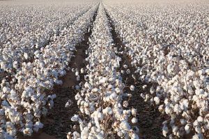 Cotton Farming