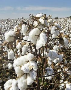 Raw Cotton