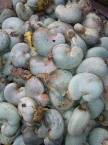 Raw Cashew Nuts