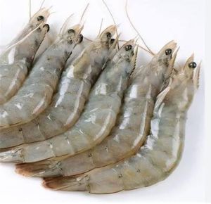 Vannamei Prawns Fresh, Frozen