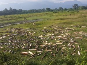 Areca Leaf Raw Material