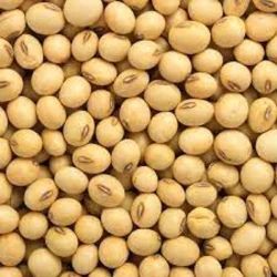 Natural Soya Bean, Color : Yellow 1Years For Oil Extraction, Cooking