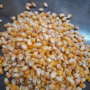 Maize Seed