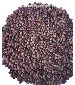 Cluster Bean Seeds, Packaging Size : 20-30kg, Packaging Type : PP Bag