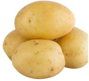 Fresh Natural Potato 10-12 Days, Packaging Type : Plastic Bag, Packaging Size : 5-25 Kg