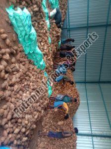 Hard Organic Semi Husked Coconuts For Pooja, Medicines, Cosmetics, Cooking