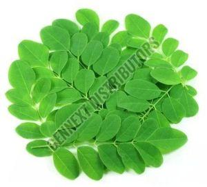 Natural Fresh Moringa Leaves, Packaging Type : Plastic Pack