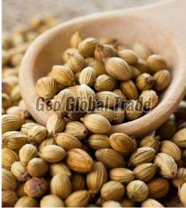 Raw Coriander Seeds For Cooking