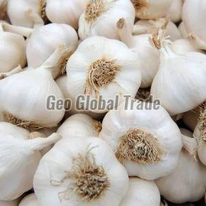 Fresh White Garlic For Cooking