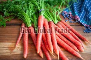 Organic Red Carrot For Human Consumption