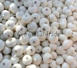 Organic White Onion, Packaging Size : 5-25kg