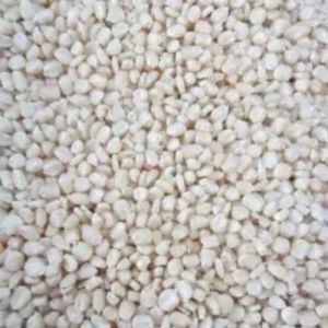 Organic White Maize Seeds, Packaging Type : Bag For Cooking