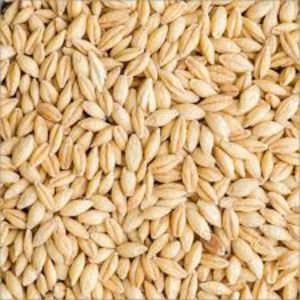 Natural Barley Seeds, Color : Brown, Packaging Size : 20 Kg, Packaging Type : Bag