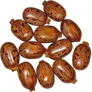 Castor Oil Seeds, Color : Brown, Packaging Size : 20 Kg, Packaging Type : Bag